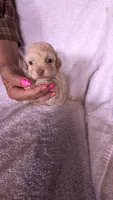 Thalia, a female Maltipoo for sale in Rogersville, TN – 5 of 5