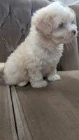 Triston, a male Maltipoo for sale in Rogersville, TN – 2 of 2