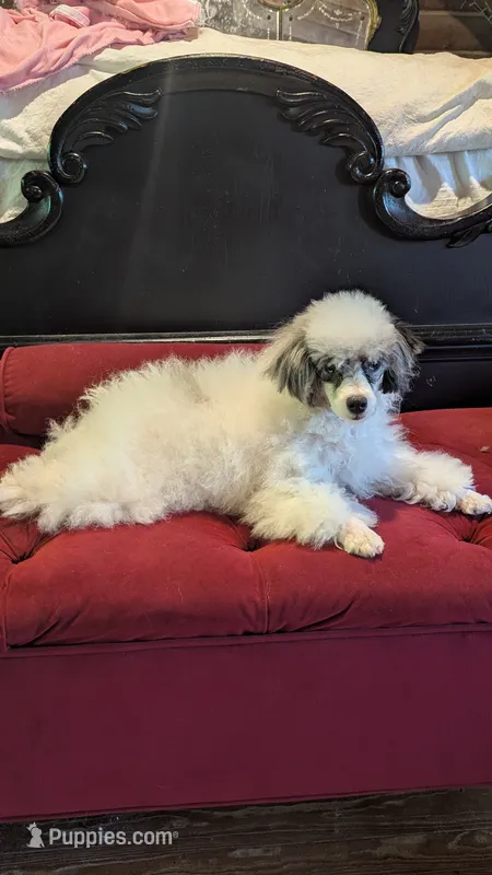 Eliott  – Poodle - Miniature  puppy for sale in Rogersville, TN