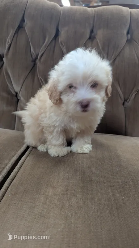 Triston – Maltipoo puppy for sale in Rogersville, TN