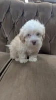 Triston, a male Maltipoo for sale in Rogersville, TN – 1 of 2