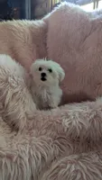 Itty Bitty Katy, a female Maltese for sale in Rogersville, TN – 2 of 7