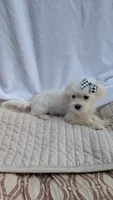 Stella CKC, a female Maltese for sale in Rogersville, TN – 4 of 4