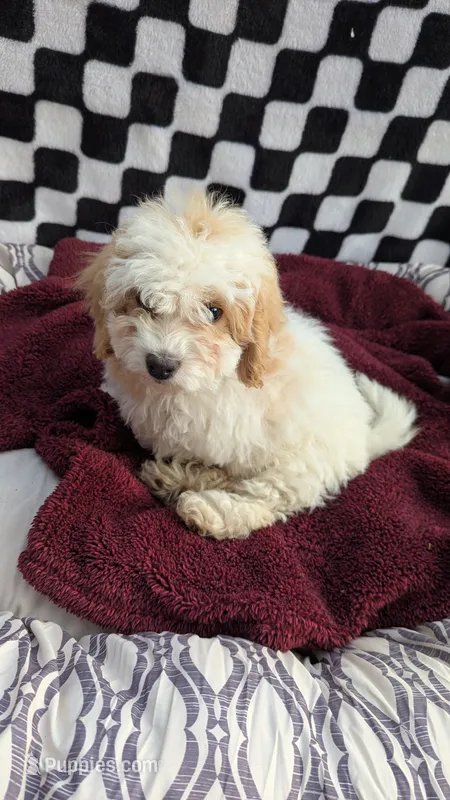 Pedro – Cockapoo puppy for sale in Rogersville, TN