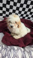 Pedro, a male Cockapoo for sale in Rogersville, TN – 1 of 3