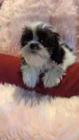 Gabriel, a male Mal Shi for sale in Rogersville, TN – 2 of 6