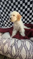 Pablo, a male Cockapoo for sale in Rogersville, TN – 2 of 3