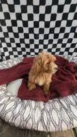 Preston, a male Cockapoo for sale in Rogersville, TN – 2 of 3