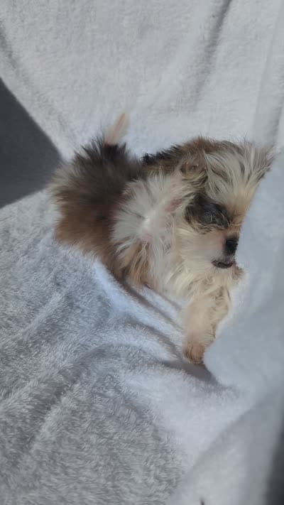 Megan CKC, a female Shih Tzu for sale in Rogersville, TN – 7 of 7