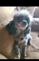 Socks , a male Poodle - Miniature  for sale in Rogersville, TN – 10 of 10