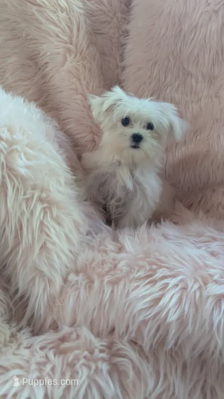 Itty Bitty Katy – Maltese puppy for sale in Rogersville, TN