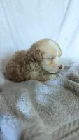 Triston, a male Maltipoo for sale in Rogersville, TN – 3 of 4