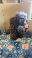 Chloe, a female Poodle - Toy  for sale in Rogersville, TN – Photo 1 of 4