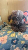 Chloe, a female Poodle - Toy  for sale in Rogersville, TN – Photo 2 of 4