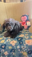 Chloe, a female Poodle - Toy  for sale in Rogersville, TN – Photo 3 of 4