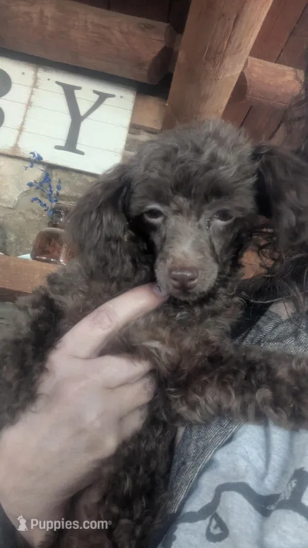 Chloe – Poodle - Toy  puppy for sale in Rogersville, TN