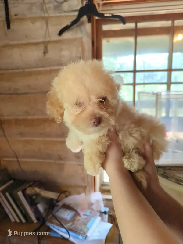 Thalia – Maltipoo puppy for sale in Rogersville, TN