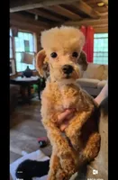 Zorro, a male Poodle - Miniature  for sale in Rogersville, TN – Photo 4 of 5