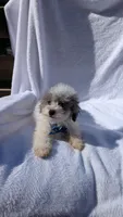 Zorro, a male Poodle - Miniature  for sale in Rogersville, TN – Photo 3 of 5