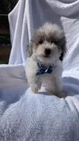Zorro, a male Poodle - Miniature  for sale in Rogersville, TN – Photo 1 of 5