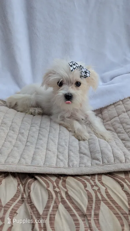 Stella CKC – Maltese puppy for sale in Rogersville, TN