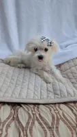 Stella CKC, a female Maltese for sale in Rogersville, TN – 1 of 4