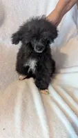 Socks, a male Poodle - Miniature  for sale in Rogersville, TN – 3 of 5