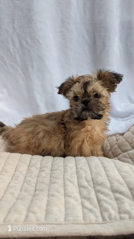 Maui – Shih Tzu puppy for sale in Rogersville, TN