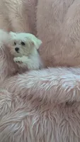 Itty Bitty Katy, a female Maltese for sale in Rogersville, TN – 6 of 7