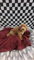 Preston, a male Cockapoo for sale in Rogersville, TN – 3 of 3