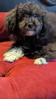 Socks , a male Poodle - Miniature  for sale in Rogersville, TN – 7 of 10