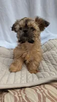 Maui, a male Shih Tzu for sale in Rogersville, TN – 4 of 6