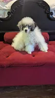 Eliott , a male Poodle - Miniature  for sale in Rogersville, TN – 5 of 9