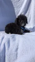 Boots, a male Poodle - Miniature  for sale in Rogersville, TN – Photo 1 of 5