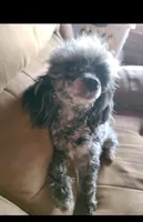 Boots, a male Poodle - Miniature  for sale in Rogersville, TN – Photo 5 of 5