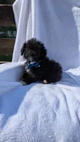 Boots, a male Poodle - Miniature  for sale in Rogersville, TN – Photo 2 of 5