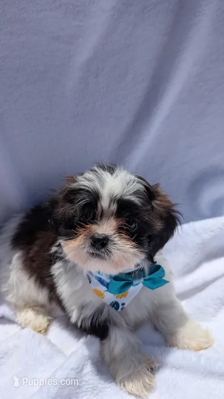 Timmy – Mal Shi puppy for sale in Rogersville, TN