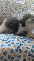 Harley, a male Maltese and Shih Tzu for sale in Rogersville, TN – 2 of 5