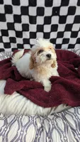 Pedro, a male Cockapoo for sale in Rogersville, TN – 2 of 3