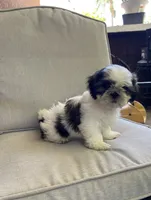 Max, a male Shih Tzu for sale in Mira Loma, CA – 2 of 3
