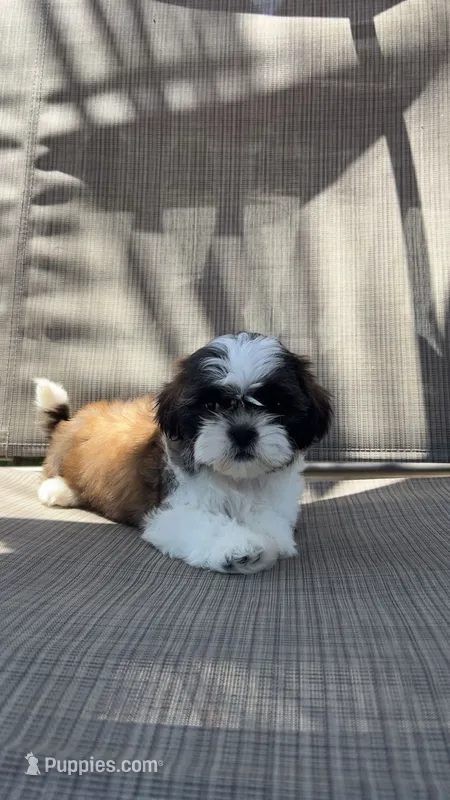 Twilight  – Shih Tzu puppy for sale in Mira Loma, CA