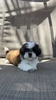 Twilight , a female Shih Tzu for sale in Mira Loma, CA – 1 of 3