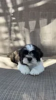 Spike, a female Shih Tzu for sale in Mira Loma, CA – 1 of 4