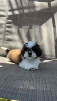 Twilight , a female Shih Tzu for sale in Mira Loma, CA – 2 of 3