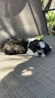 Spike, a female Shih Tzu for sale in Mira Loma, CA – 3 of 4