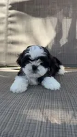 Luna , a female Shih Tzu for sale in Mira Loma, CA – 2 of 4