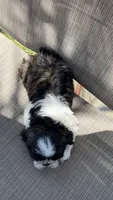 Spike, a female Shih Tzu for sale in Mira Loma, CA – 4 of 4