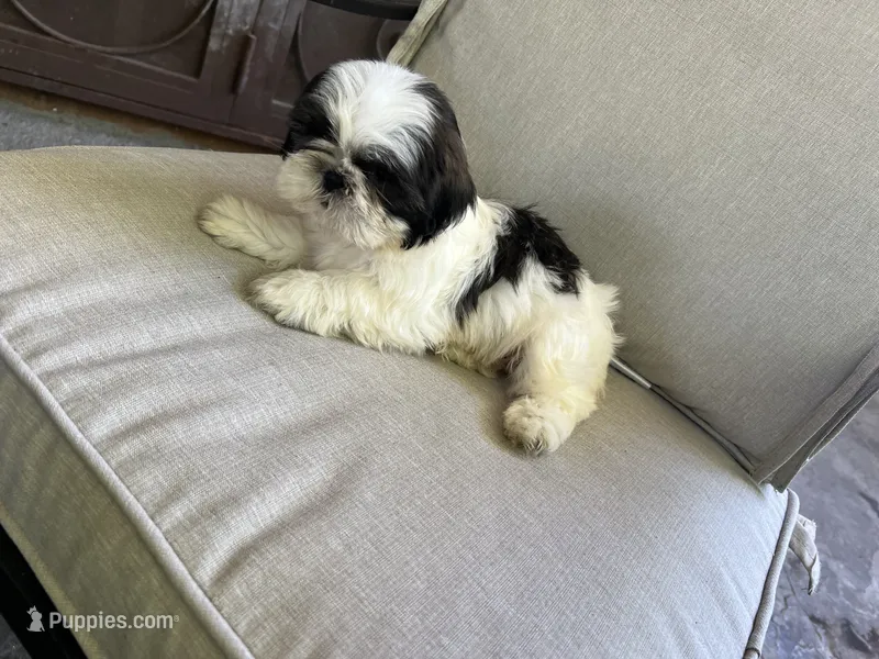 Max – Shih Tzu puppy for sale in Mira Loma, CA