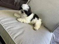 Max, a male Shih Tzu for sale in Mira Loma, CA – 1 of 3