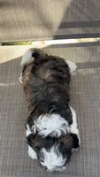 Luna , a female Shih Tzu for sale in Mira Loma, CA – 4 of 4